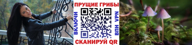 кракен зеркало  где можно купить   Междуреченск  Галлюциногенные грибы Psilocybine cubensis 